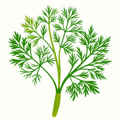 Fototapeta premium Fresh Dill Herb Isolated on White