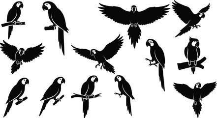Parrot silhouettes in flight and perched, black bird shapes, tropical avian design, vector illustration, diverse parrot poses, isolated on white background, exotic bird anatomy ©  BAKKOR