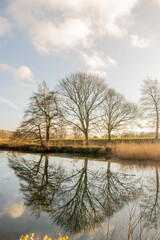 Obraz premium trees on the lake