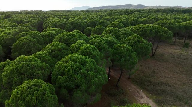Abstract aerial view of tree crowns creating a rich green natural texture. High-quality background for environmental, health, and eco-friendly projects.