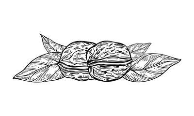Two whole walnuts in shells and leaves monochrome vector isolated illustration. Dried peeled nuts etching drawing. Healthy protein pods graphic sketch for packaging, autumn design, culinary blog