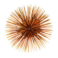Naklejka premium Golden Firework Explosion on Black Background
