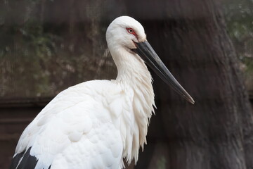 Fototapeta premium コウノトリ