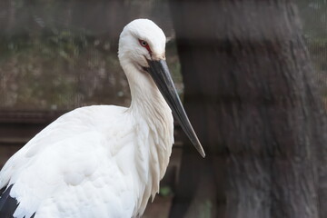 Fototapeta premium コウノトリ
