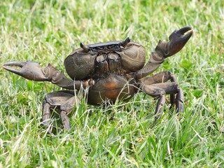 Fototapeta premium Crab in the grass
