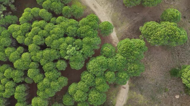 Vertical top-down drone shot of a sandy path cutting through a thick green forest canopy. Concept of finding a way, navigation, and hidden gems in nature.