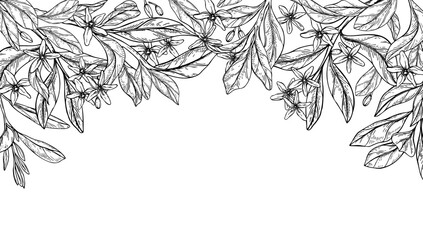 Fototapeta premium Monochrome vector blooming citrus flowers, buds, leaves on branch isolated horizontal border. Etching drawing of lemon, mandarin orange blossoms frame for organic cosmetics, herbal tea label