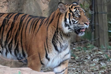 Fototapeta premium スマトラトラ