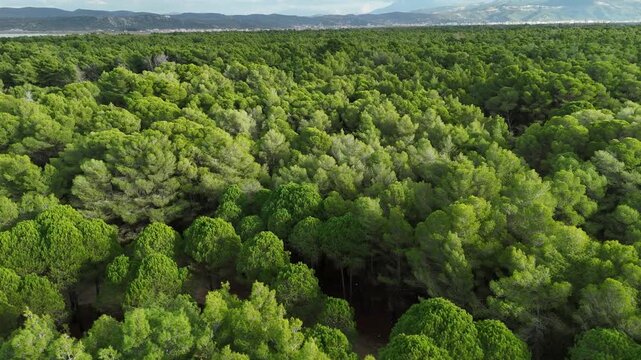 Aerial view of a vast coniferous forest stretching towards the horizon. Dense tree canopy representing untouched nature and environmental conservation in the Balkan region.