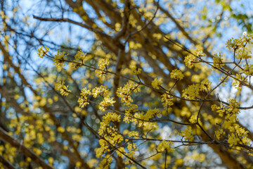 青空を背景に満開に咲くサンシュユの黄色い花