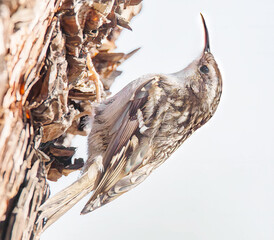 Gartenbauml&auml;ufer am Baumstamm