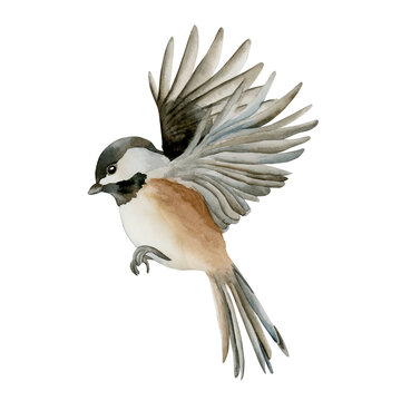 Black capped Chickadee Bird in flight flying down open wings. Watercolor hand drawn illustration isolated on white background for Easter decor spring design cottagecore card poster print home textile
