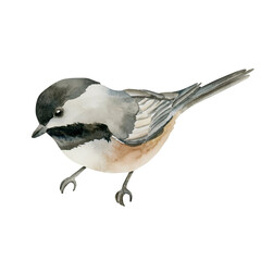 Black capped Chickadee Sitting Bird. Watercolor hand drawn illustration isolated on white background for Easter decor spring design cottagecore rustic card poster print home textile postcard © Leyla