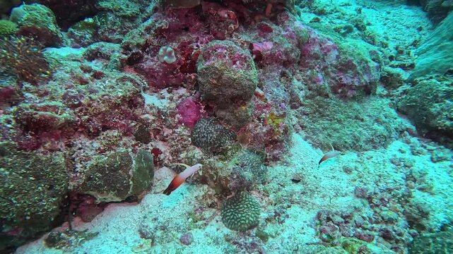 Several small Nemateleotris magnifica fish hovered over their home on a diving reef (Magnificent Fire Goby)