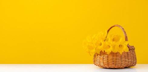 A wicker basket filled with vibrant yellow daffodils on a plain yellow background. Ideal background for a card, banner or holiday design.