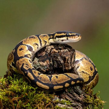 A ball python snake, curled on a moss-covered log, gazes towards the right, blurring background