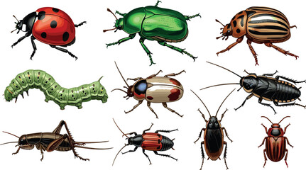 Collection of various realistic insect illustrations including ladybug, green beetle, caterpillar, cricket, cockroach, and striped beetles isolated on white for biology study. © Md
