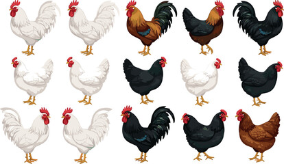 Large collection of various chicken breeds including white roosters, black hens, and brown poultry livestock isolated on white for farm design. © Md