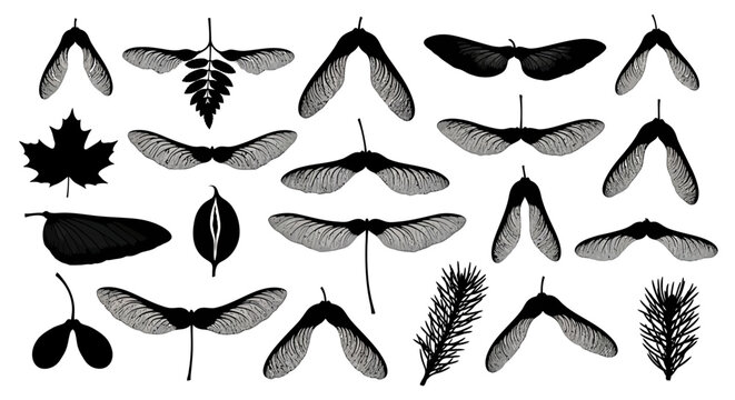 Vector black silhouette set of maple samara seeds, pine needles, and maple leaf isolated on white