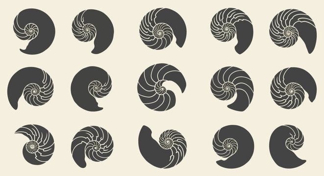 Vector set of black and white nautilus shell spiral shapes, golden ratio Fibonacci sequence, isolated on white