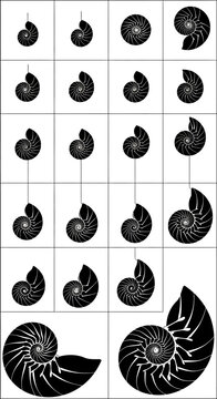 Black vector nautilus shell golden ratio spiral growth sequence, Fibonacci pattern grid, isolated on white