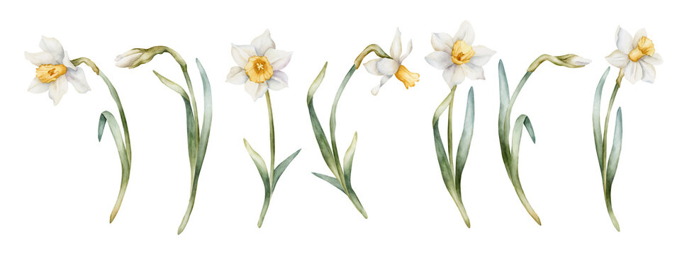 Daffodil Spring Bulb Flower Set. Watercolor hand drawn narcissus floral illustration isolated on white background for Easter Woman's day design textile print card cosmetic package porcelain crockery