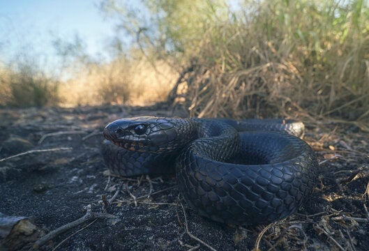 Close-up side view of an Wild eastern indigo snake (Drymarchon couperi), Florida, USA
