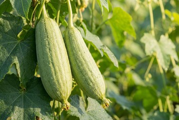Fresh green angled luffa gourds hanging on a vine with morning dew drops in a garden