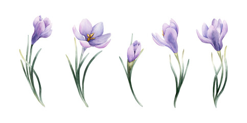 Crocus Spring Bulb Flower Set. Watercolor hand drawn floral illustration isolated on white background Easter Woman's day design home textile fresh fabric print card cosmetic package porcelain crockery © Leyla