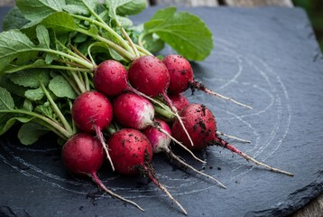 Freshly harvested bunch of red radishes with green leaves on a dark slate stone background with soil