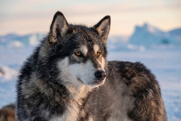 Obraz premium Greenland sled dog portrait with thick frosty fur and amber eyes standing in a cold arctic landscape