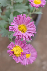 Fototapeta premium Beautiful Pink chrysanthemum flowers closeup in the winter garden, Closeup of Chrysanthemum flower, Field of the Pink Chrysanthemum, Beautiful Pink flower blooming in nature.