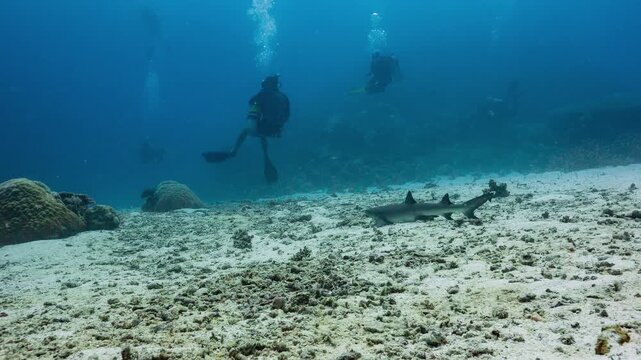 SCUBA Divers approach a resting White Tip Reef Shark before it swims away.