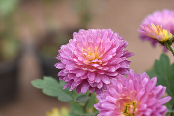 Obraz premium Beautiful Pink chrysanthemum flowers closeup in the winter garden, Closeup of Chrysanthemum flower, Field of the Pink Chrysanthemum, Beautiful Pink flower blooming in nature.