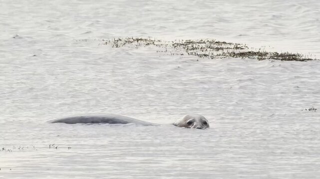 A close-up shot of a common harbor seal (Phoca vitulina) partially submerged and swimming through the calm, cold waters of an Icelandic fjord. The seal's head and back are visible against the pale, sh