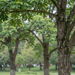 Fototapeta premium Green tree bokeh backdrop showcases a calming, natural scene with peaceful texture