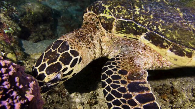 Close-up of the head of a hawksbill sea turtle as it slowly glides over the seabed covered with colorful coral. The majestic lizard slowly moves its flippers.