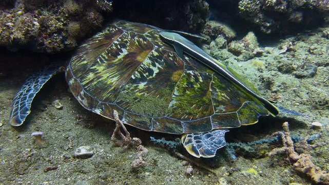 A hawksbill turtle lies on the seabed, its head hidden beneath a block of coral. A remora glides over its carapace.