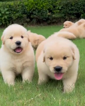 puppies of labrador
