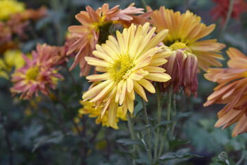 Obraz premium Beautiful Yellow red chrysanthemum flowers closeup in the winter garden, Closeup of Chrysanthemum flower, Field of the Yellow red Chrysanthemum, Beautiful Yellow red flower blooming in nature.