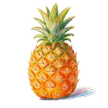 Crayon drawing of pineapple  vector, svg