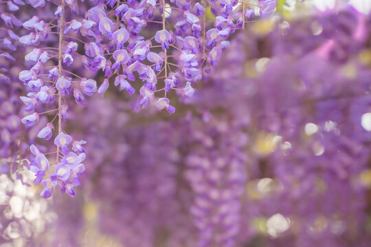 藤の花が満開の背景素材
