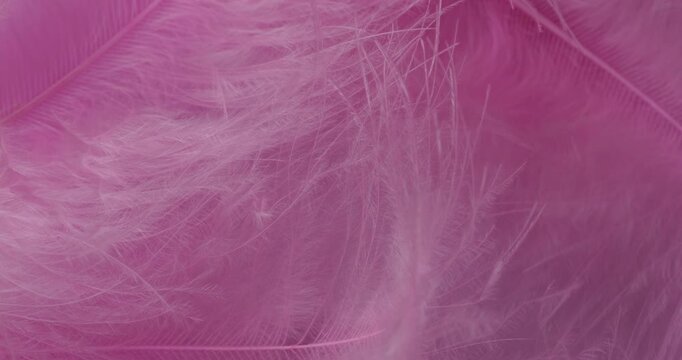 Macro Pink Feather Texture Background. Close-up abstract video showcasing delicate, fluffy pink feathers with soft textures and subtle drifting motion in a pastel-filled frame.