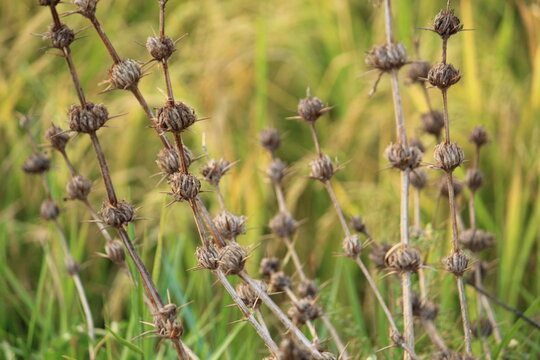 Beautiful thorny wild grass varieties in nice blurred background nature wallpaper