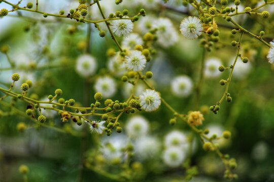 colorful dandelion like flower of acacia babul tree yellow babool flower