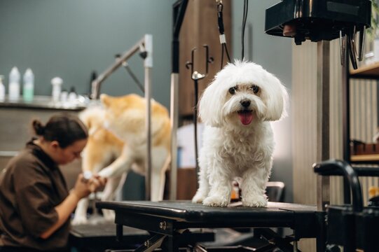 Small white dog stands on grooming table with a groomer working on a larger dog in the background, pet care products visible on shelves in a modern grooming salon