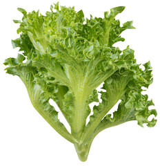 Frillice ice berg lettuce
