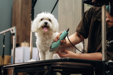 Small white dog being groomed by a person using a grooming clipper on a table in a well-lit grooming salon with equipment and tools visible in the background
