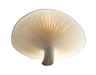 Close-up underside of a glowing white mushroom with delicate gills