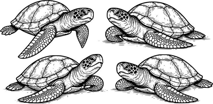 turtle sketch engraving black and white outline. Scratch board imitation. illustrated in vintage line art style on a white background 